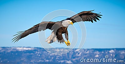 Flying Bald Eagle, Homer, Alaska Stock Photo