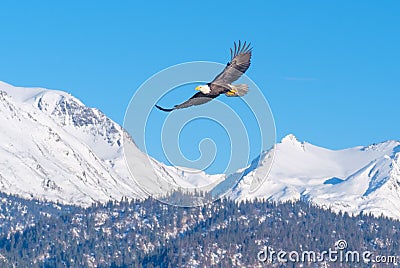 Bald Eagle, Snow-Capped Mountains, Alaska Stock Photo