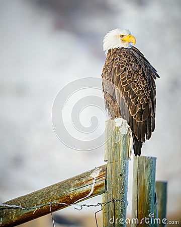 Bald Eagle standing on a fence, Grand Teton Stock Photo