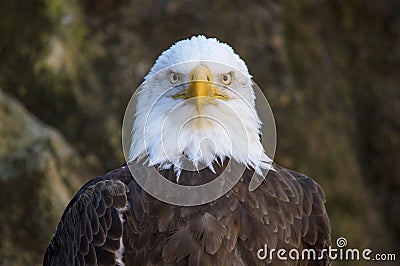 Bald Eagle Stare Stock Photo