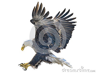 Bald eagle swoop attack hand draw and paint color on white background Cartoon Illustration