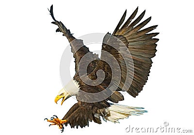 Bald eagle swoop attack hand draw and paint color on white background vector. Vector Illustration