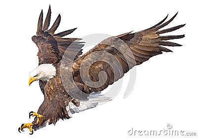 Bald eagle swoop attack hand draw and paint on white background animal wildlife vector. Vector Illustration