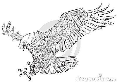 Bald eagle swoop hand draw monochrome on white background vector Vector Illustration