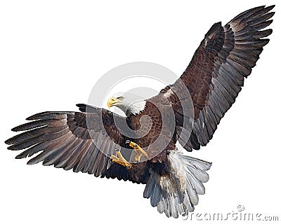 Bald eagle swoop vector. Vector Illustration