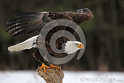 Bald Eagle Take-Off Stock Photo