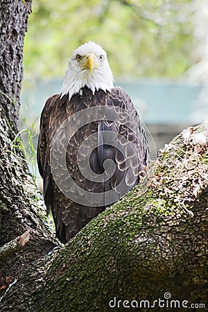 Bald eagle Stock Photo