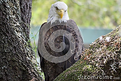 Bald eagle Stock Photo