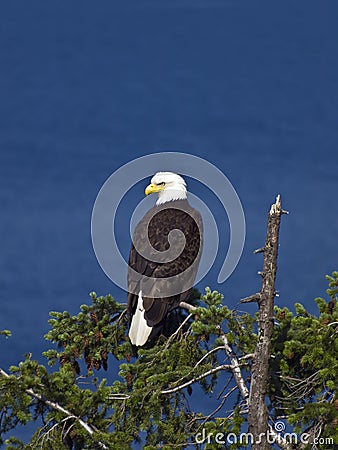 Bald Eagle on Treetop Stock Photo