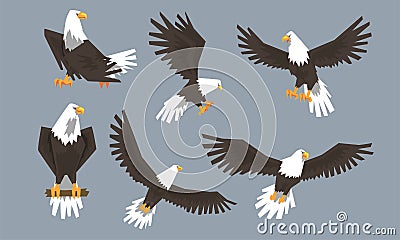 Bald Eagle in Various Poses Collection, Pride and Power Predatory Bird Vector Illustration Vector Illustration