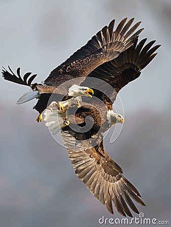 Bald Eagles Battle in flight for fish Stock Photo