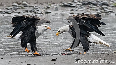 Mature bald eagles dancing on river edge Stock Photo