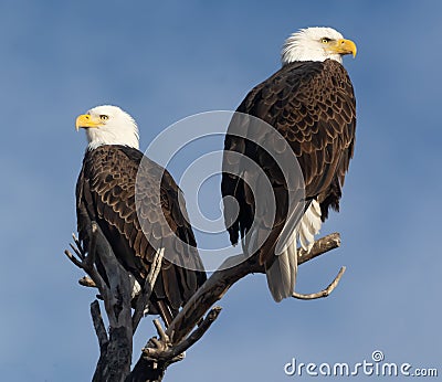Bald Eagles enjoying sunrise together Stock Photo