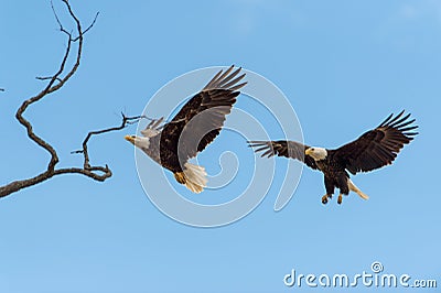 Bald Eagles in flight Stock Photo