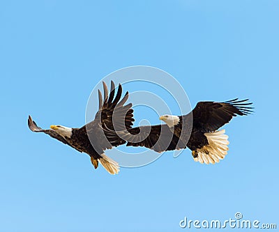 Bald Eagles in flight Stock Photo