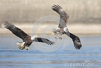 Bald Eagles (haliaeetus leucocephalus) Stock Photo