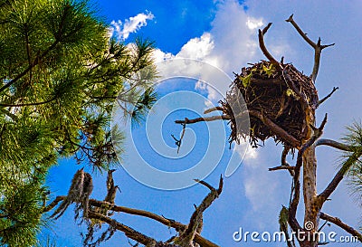 A Bald Eagles Nest at the Lemon Bay Aquatic Reserve in Cedar Point Environmental Park, Sarasota County Florida Stock Photo