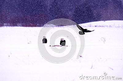 Bald Eagles and Raven 27319 Stock Photo