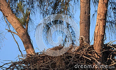 Bald eaglet Haliaeetus leucocephalus in a nest on Marco Island Stock Photo