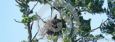 Bald Eaglet & Mom Stock Photo