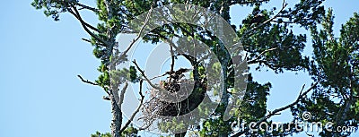 Bald Eaglet Preparing for its First Flight Stock Photo