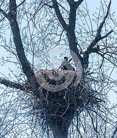 Bald eaglet sitting in nest in tree Stock Photo