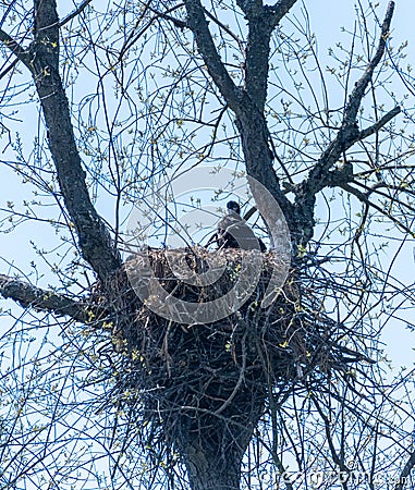 bald eaglet in twig nest in tree Stock Photo