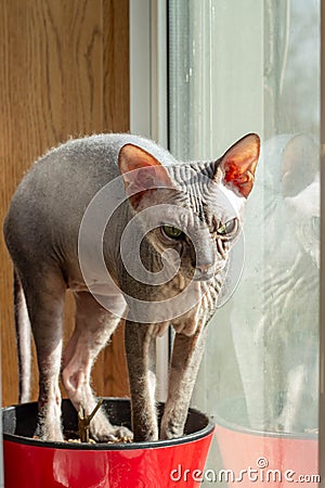 Bald gray cat breed Sphinx sits near the window close up Stock Photo