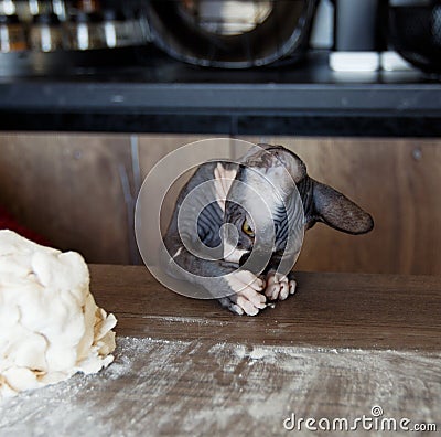 a bald sphinx cat plays with food with its paws on the kitchen table. Stock Photo