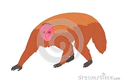 Bald uakari or monkey with bare crimson face and short tail. Exotic jungle red-headed animal covered with fluffy brown Vector Illustration
