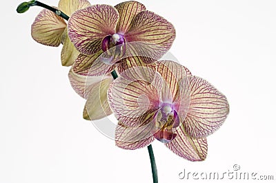 Baldan's Kaleidescope orchid Stock Photo