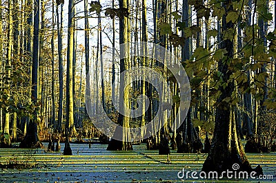 Baldcypress Tupelo Swamp 44965 Stock Photo