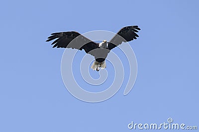 Heraldic Animal af the USA - Flying American Bald Eagle in Alaska Stock Photo