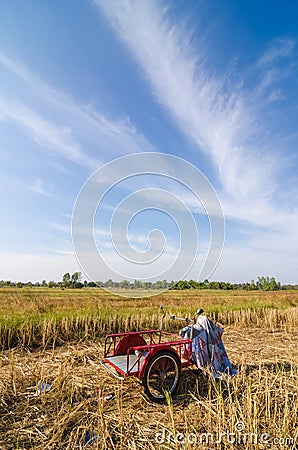 Bale golden straw in the field Stock Photo
