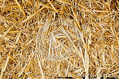 Bale golden straw texture ruminants animal food Stock Photo