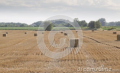 Baled hay in a Rolling Farm Field Stock Photo