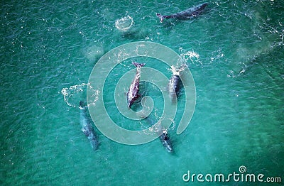 BALEINE GRISE eschrichtius robustus Stock Photo