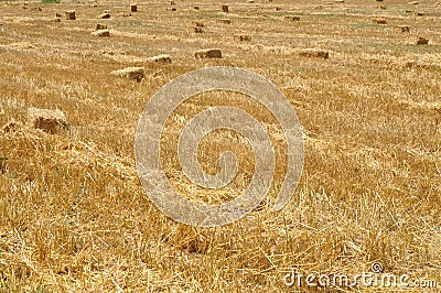 Bales of golden straw Stock Photo