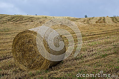 Bales on harvested field Stock Photo