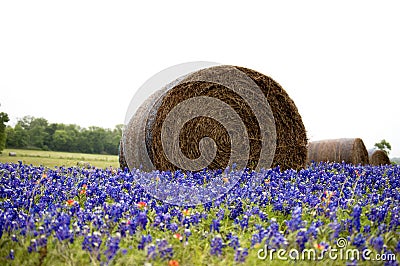 Bales of hay in a field of wildflowers Stock Photo