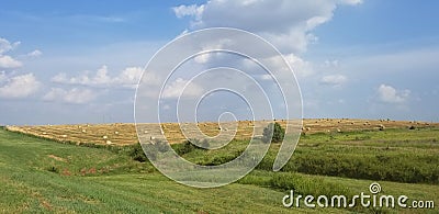 Hay Bale Rolls - Landscape with Golden Field and Blue Sky with White Clouds Stock Photo