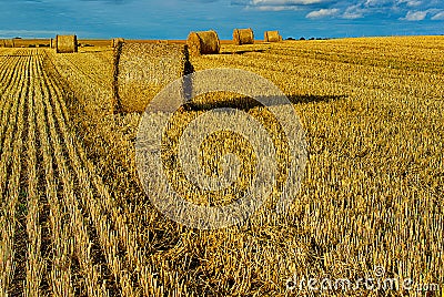 Bales of Straw On A Harvested Grainfield Stock Photo