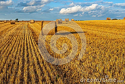 Bales of Straw on a Harvested Grainfield Stock Photo