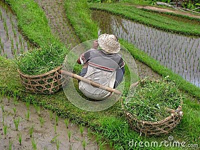 Farmer at Tegallalang rice terrace, Bali, Indonesia Editorial Stock Photo