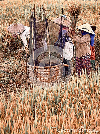 Asia farmers harvest rice. Farmers reaping the rice together by a sickle. It`s harvest time at Editorial Stock Photo