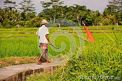 A local farmer with a sickle in his hand, goes to work in the rice field. Editorial Stock Photo