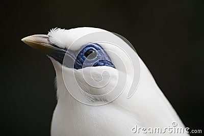 Bali Myna Stock Photo