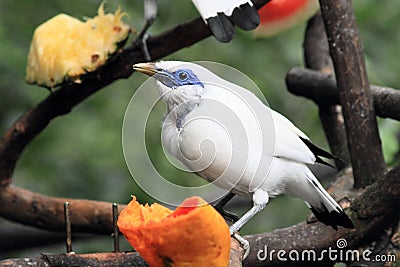 Bali Myna bird Stock Photo