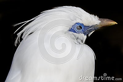 Bali myna Stock Photo