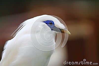 Bali Mynah Stock Photo